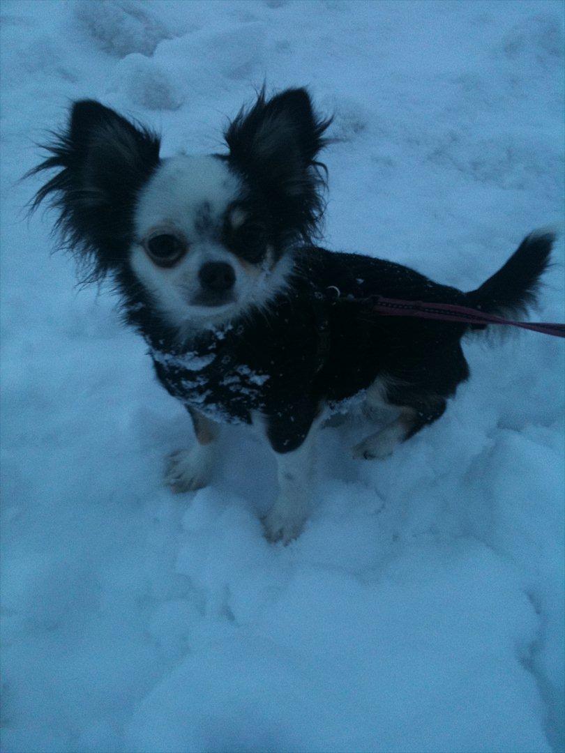 Chihuahua missy billede 16