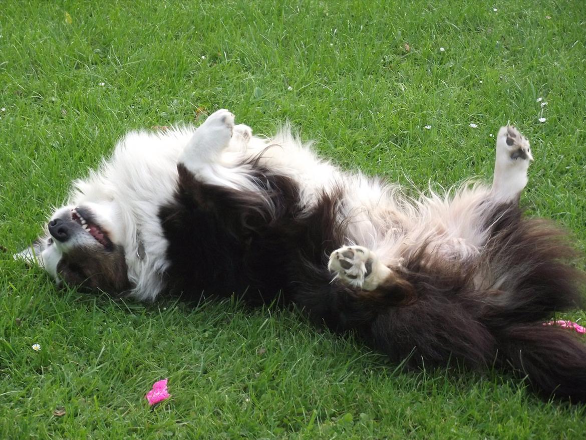 Welsh corgi cardigan Birkebakkens Samson billede 15