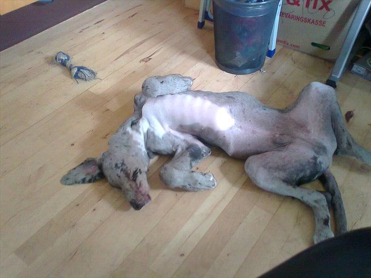 Grand danois Cognac billede 14