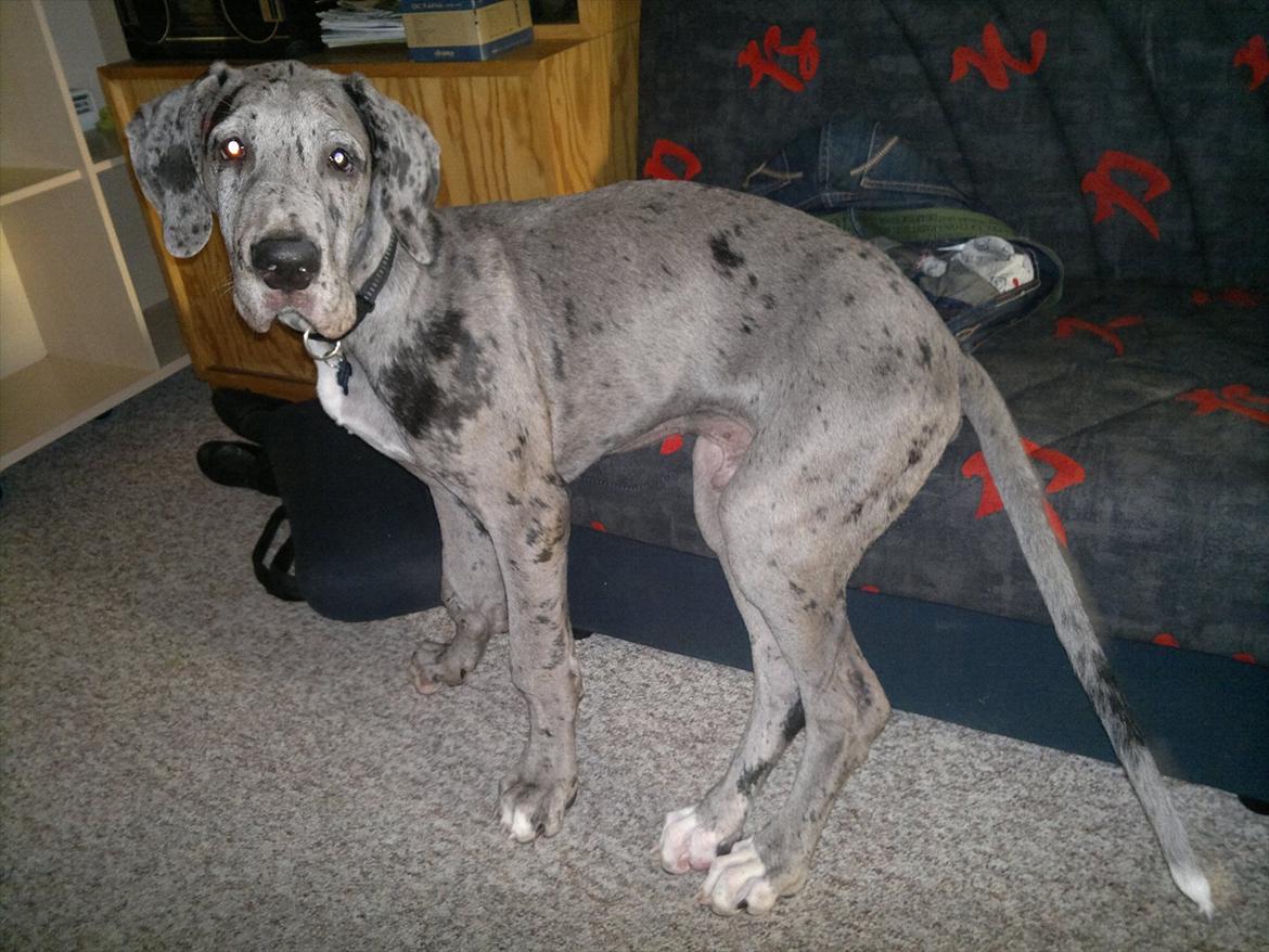 Grand danois Cognac billede 2