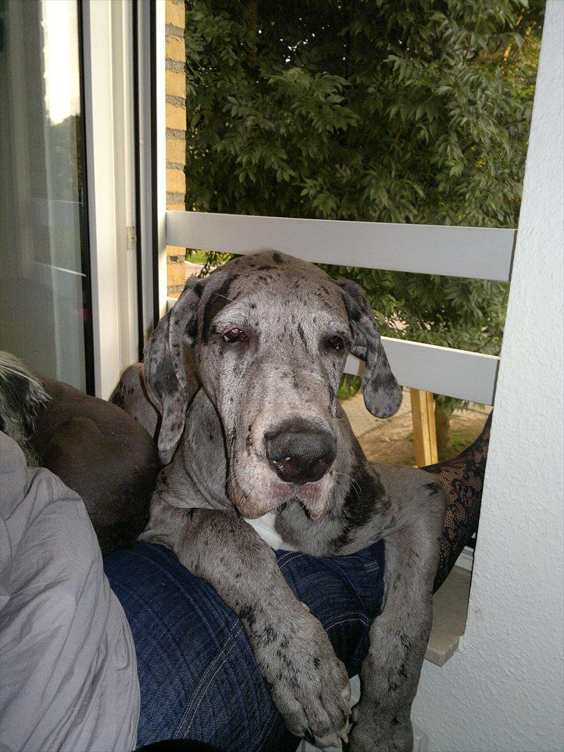 Grand danois Cognac billede 6