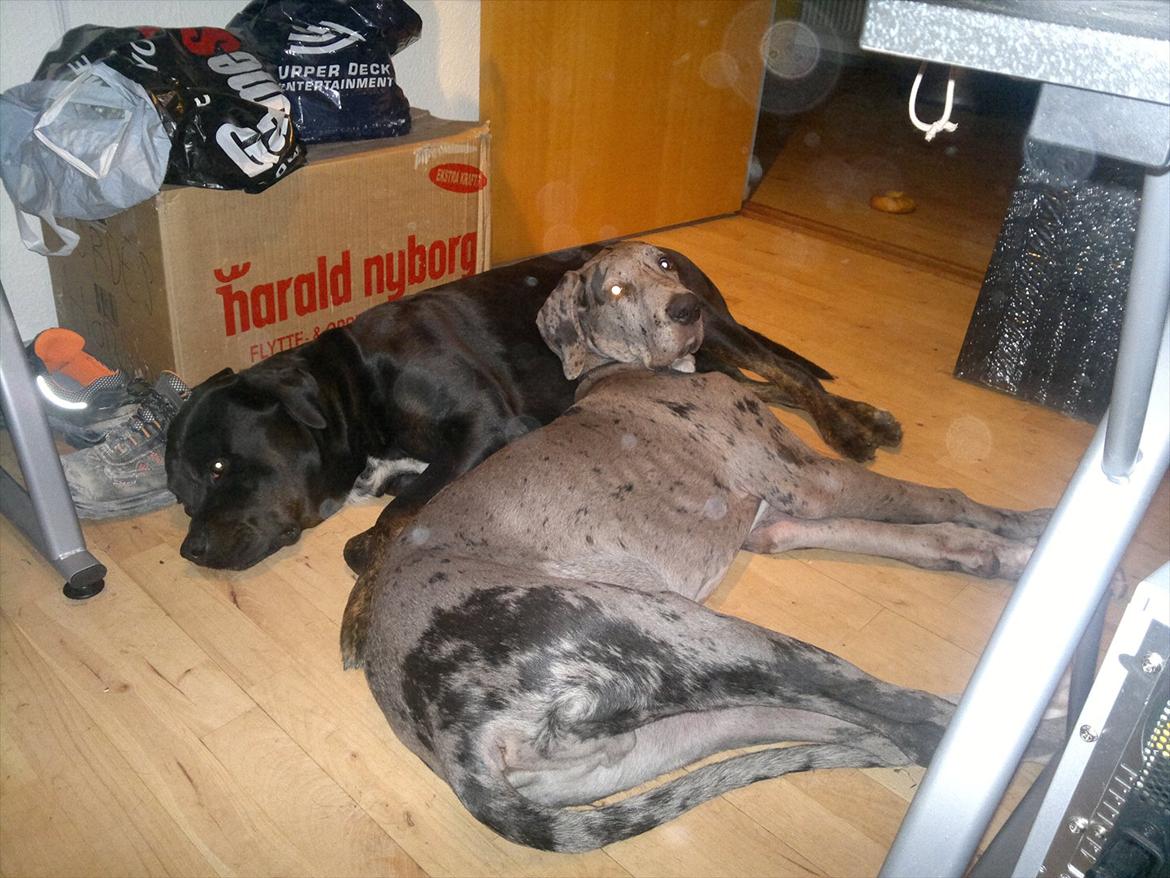 Grand danois Cognac billede 3