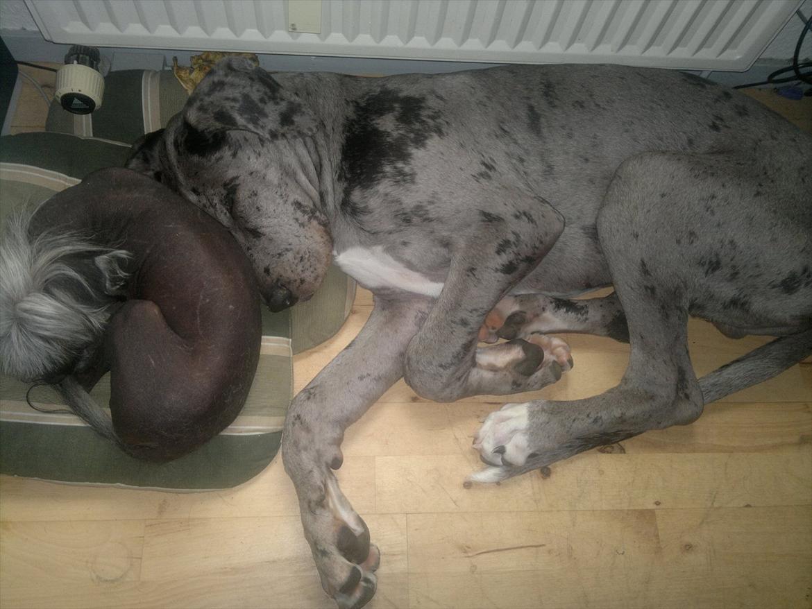 Grand danois Cognac billede 11