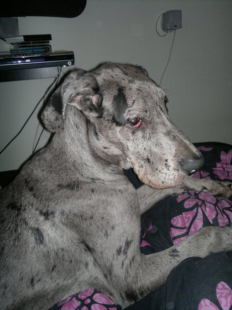 Grand danois Cognac billede 5