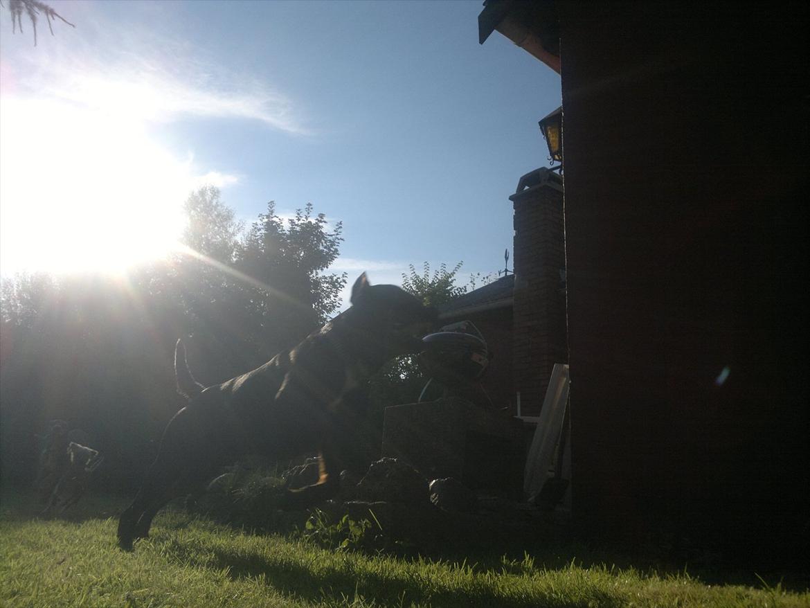 Blanding af racer GD&ROTTWEILER - Cola - billede 19