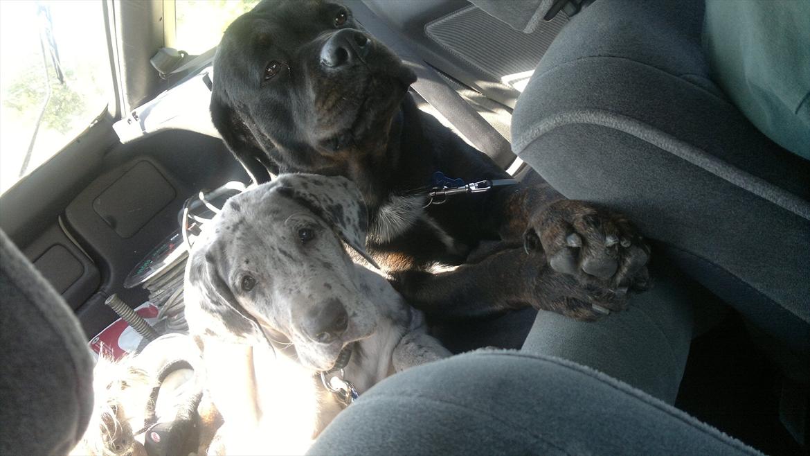 Blanding af racer GD&ROTTWEILER - Cola - billede 20