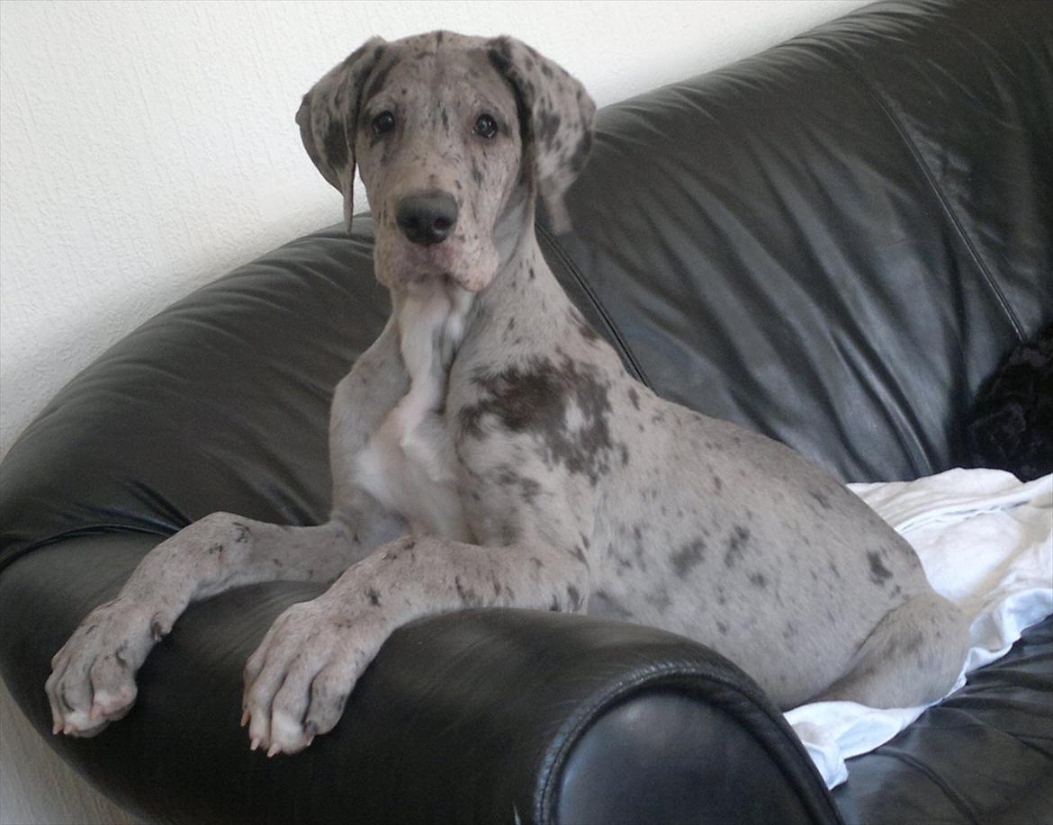 Grand danois Cognac billede 1