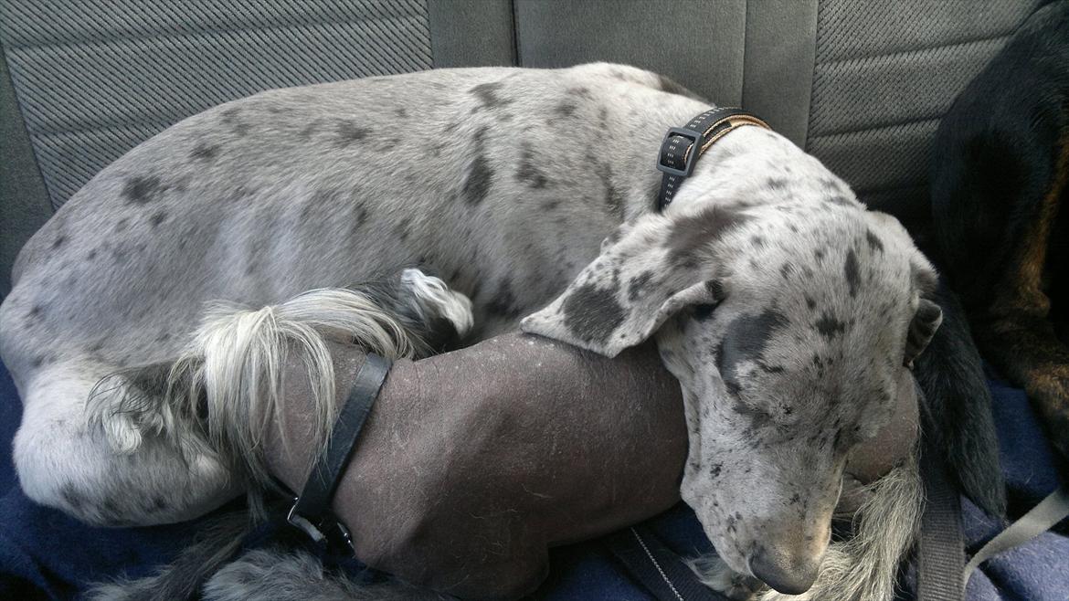 Grand danois Cognac billede 9