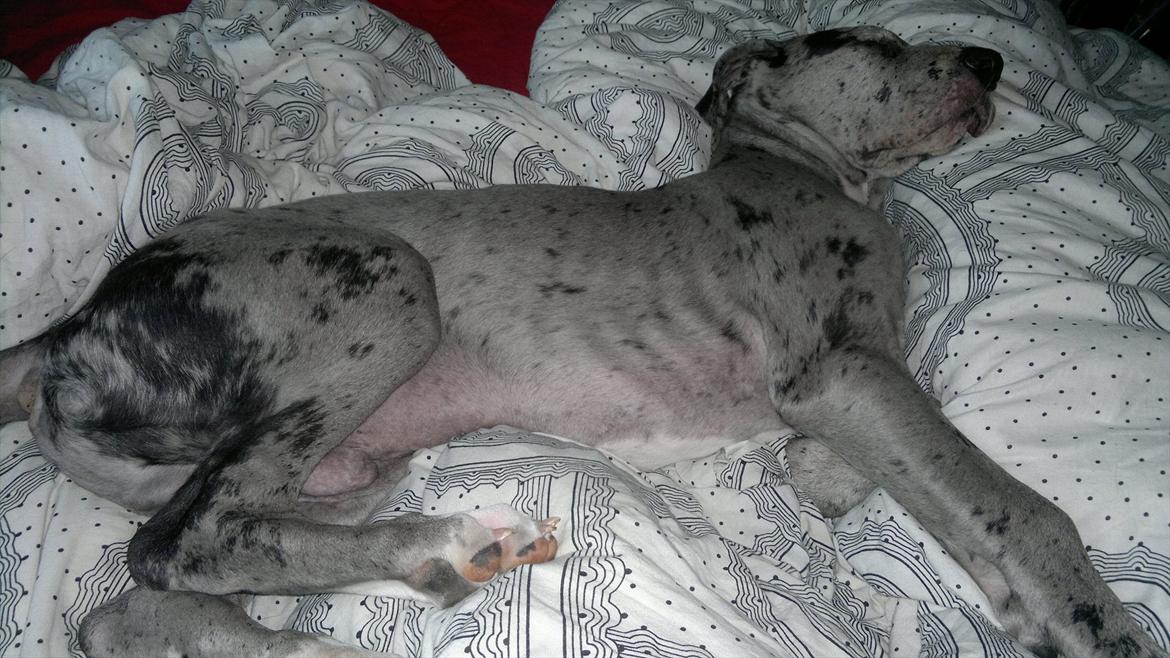 Grand danois Cognac billede 8