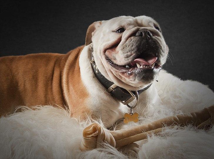 Engelsk bulldog Bella billede 11