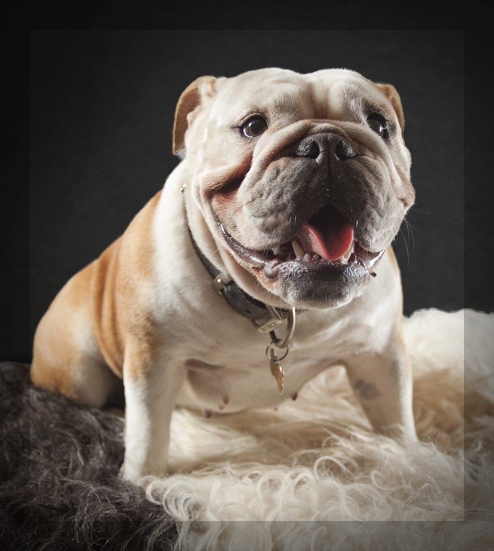 Engelsk bulldog Bella billede 12
