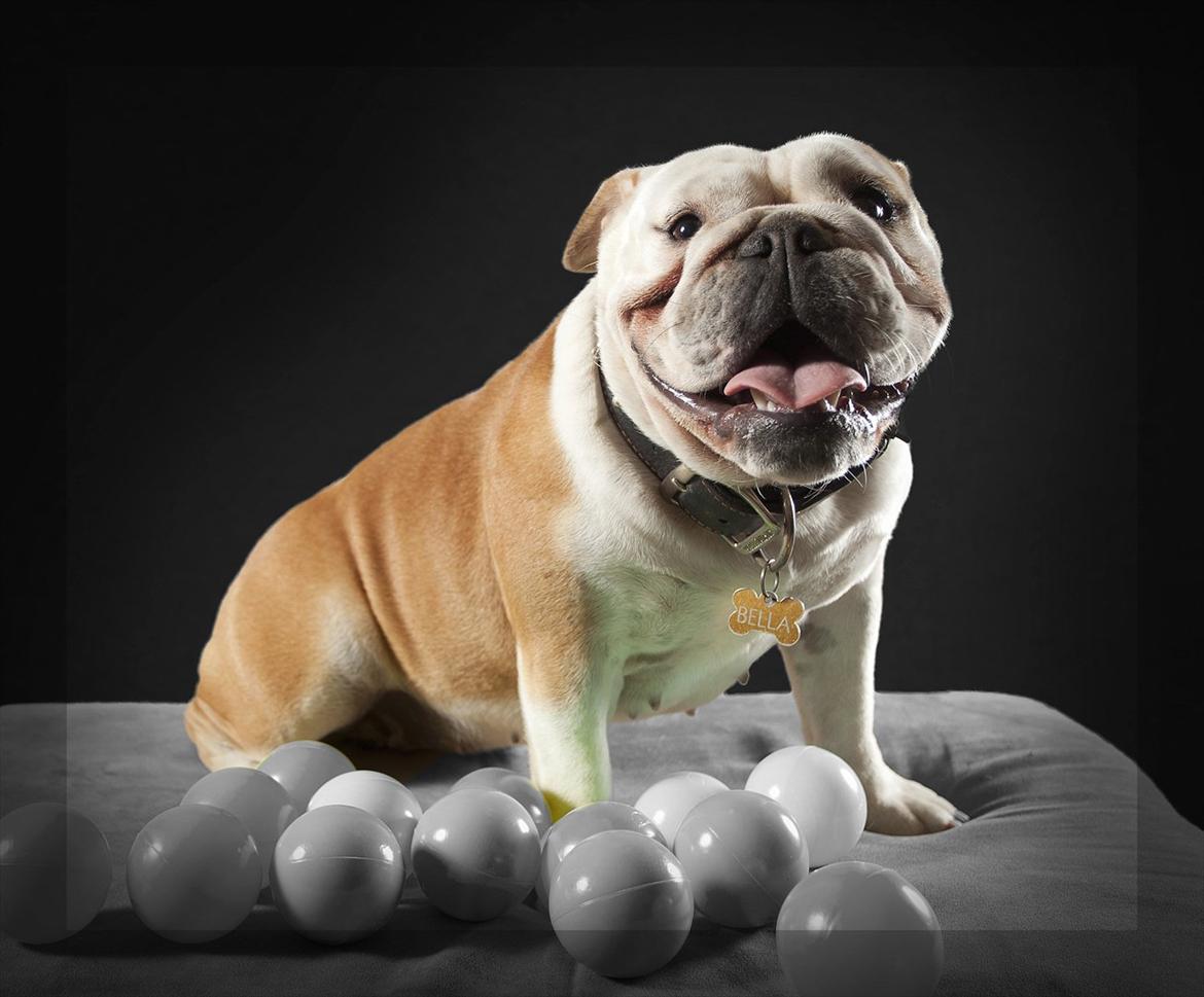 Engelsk bulldog Bella billede 13