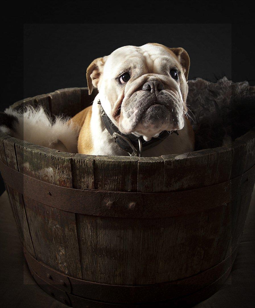 Engelsk bulldog Bella billede 14