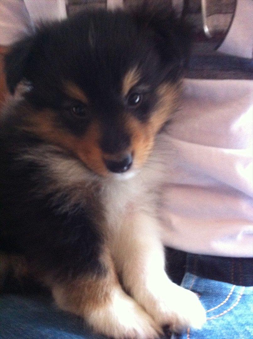 Shetland sheepdog Baloo billede 11