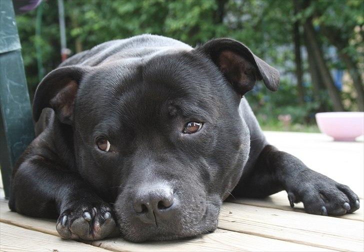 Staffordshire bull terrier Manse - Manse Sep.2011 billede 16