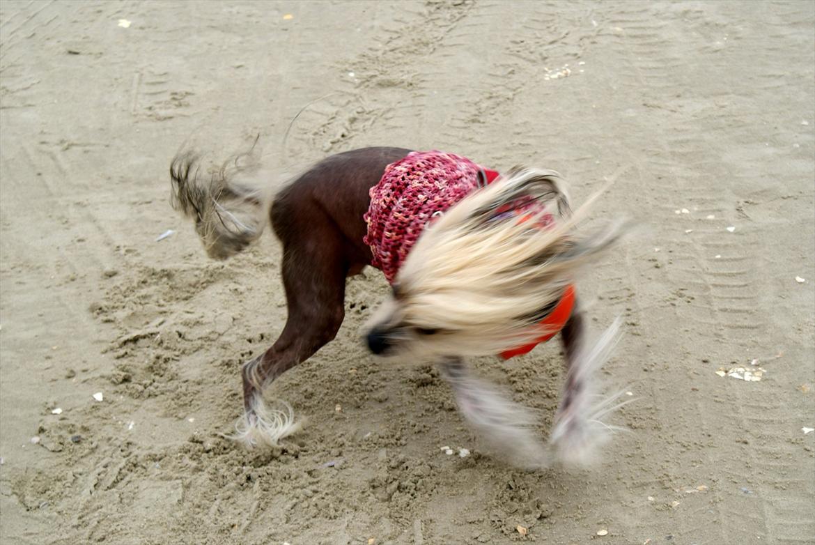 Chinese crested hårløs Frida billede 1