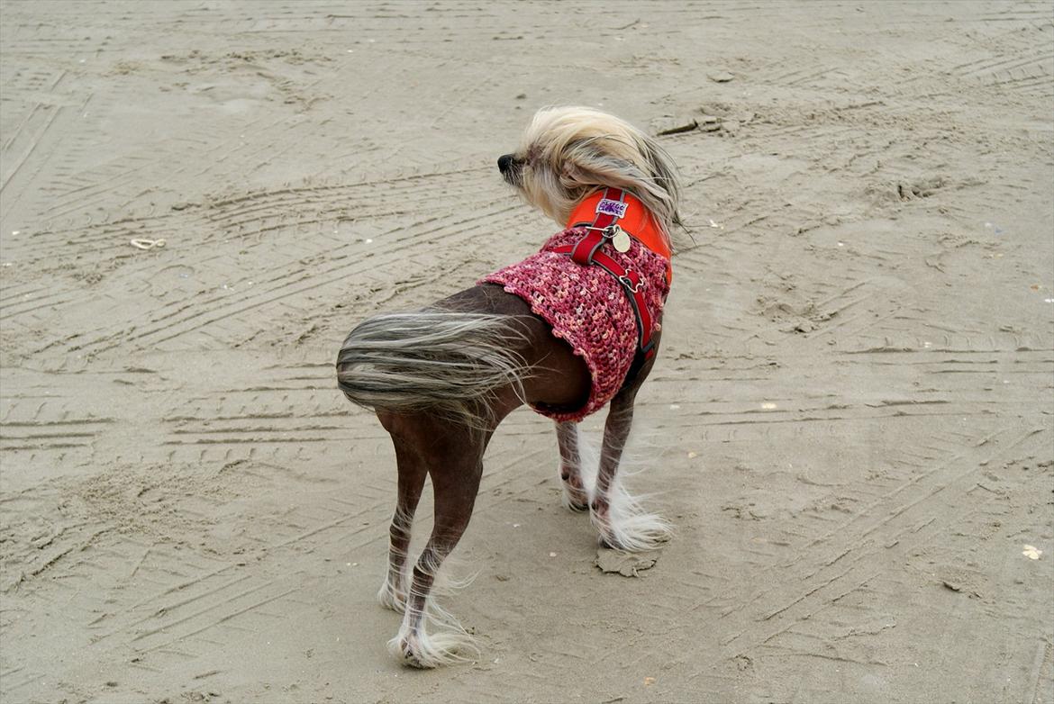 Chinese crested hårløs Frida billede 2