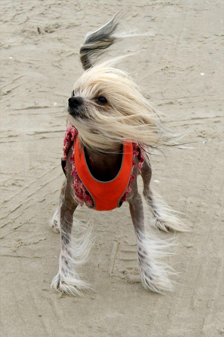 Chinese crested hårløs Frida billede 3