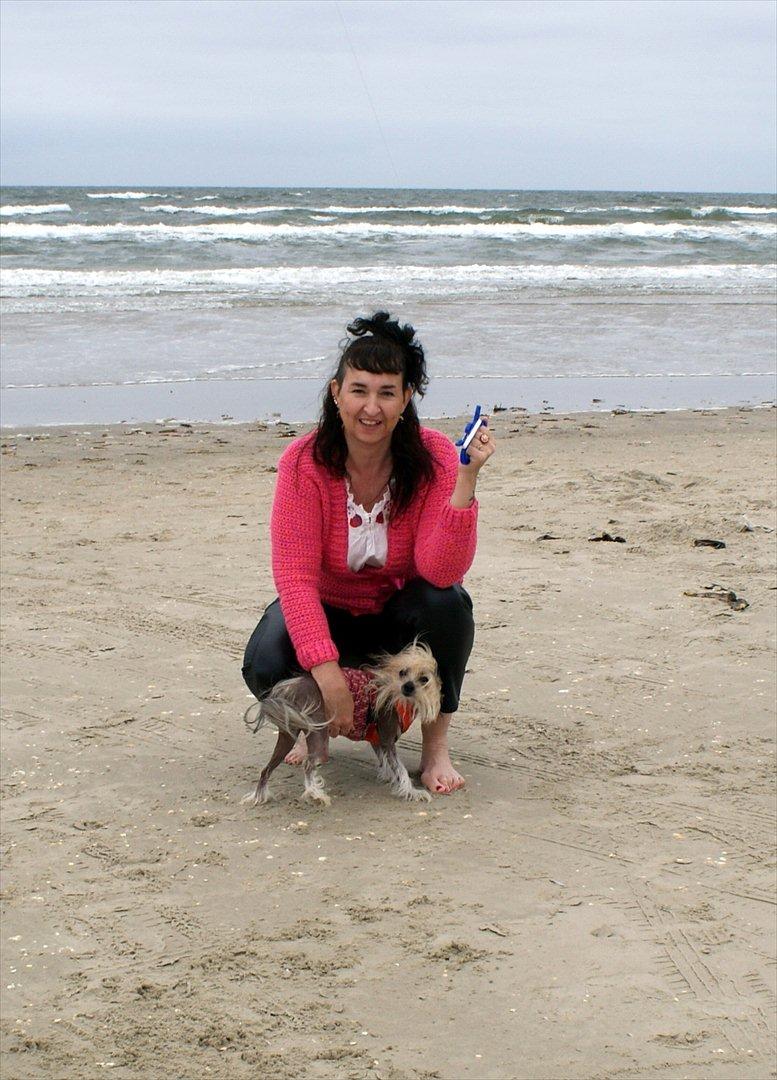 Chinese crested hårløs Frida billede 4