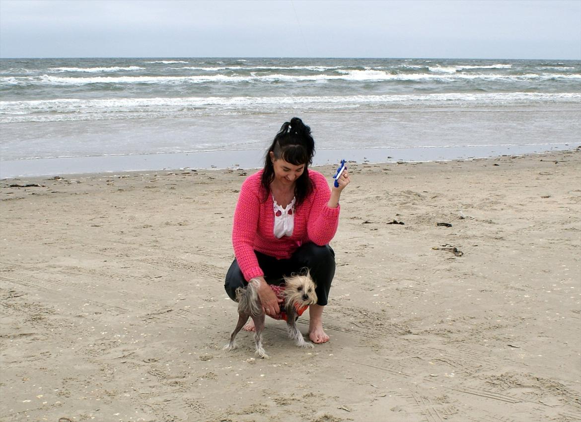 Chinese crested hårløs Frida billede 5