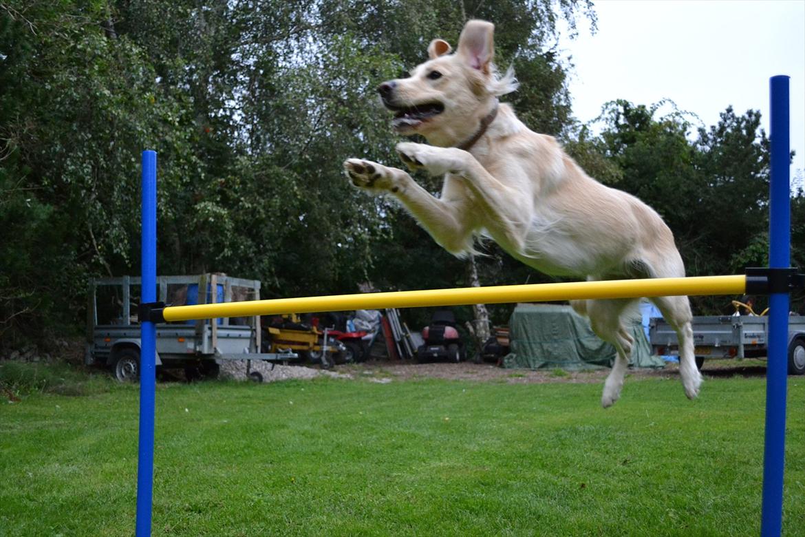 Golden retriever Molly billede 12