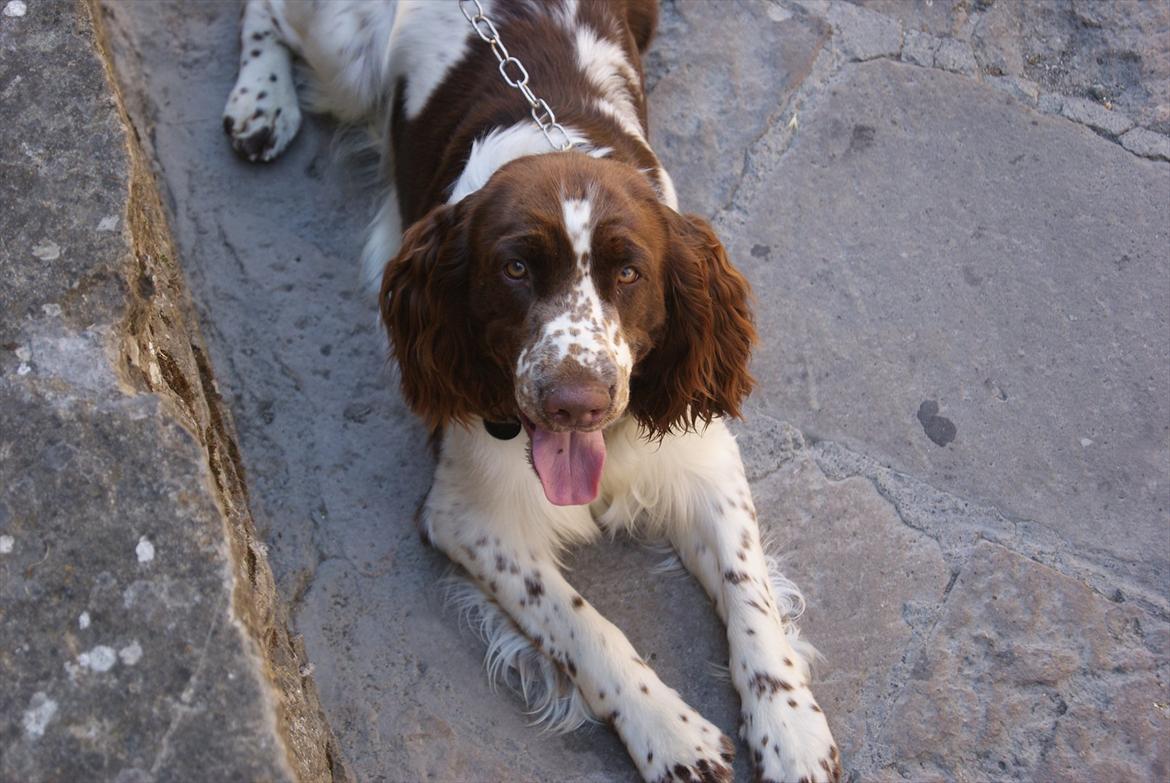 Engelsk springer spaniel Mocca - mocca i italien
 billede 1