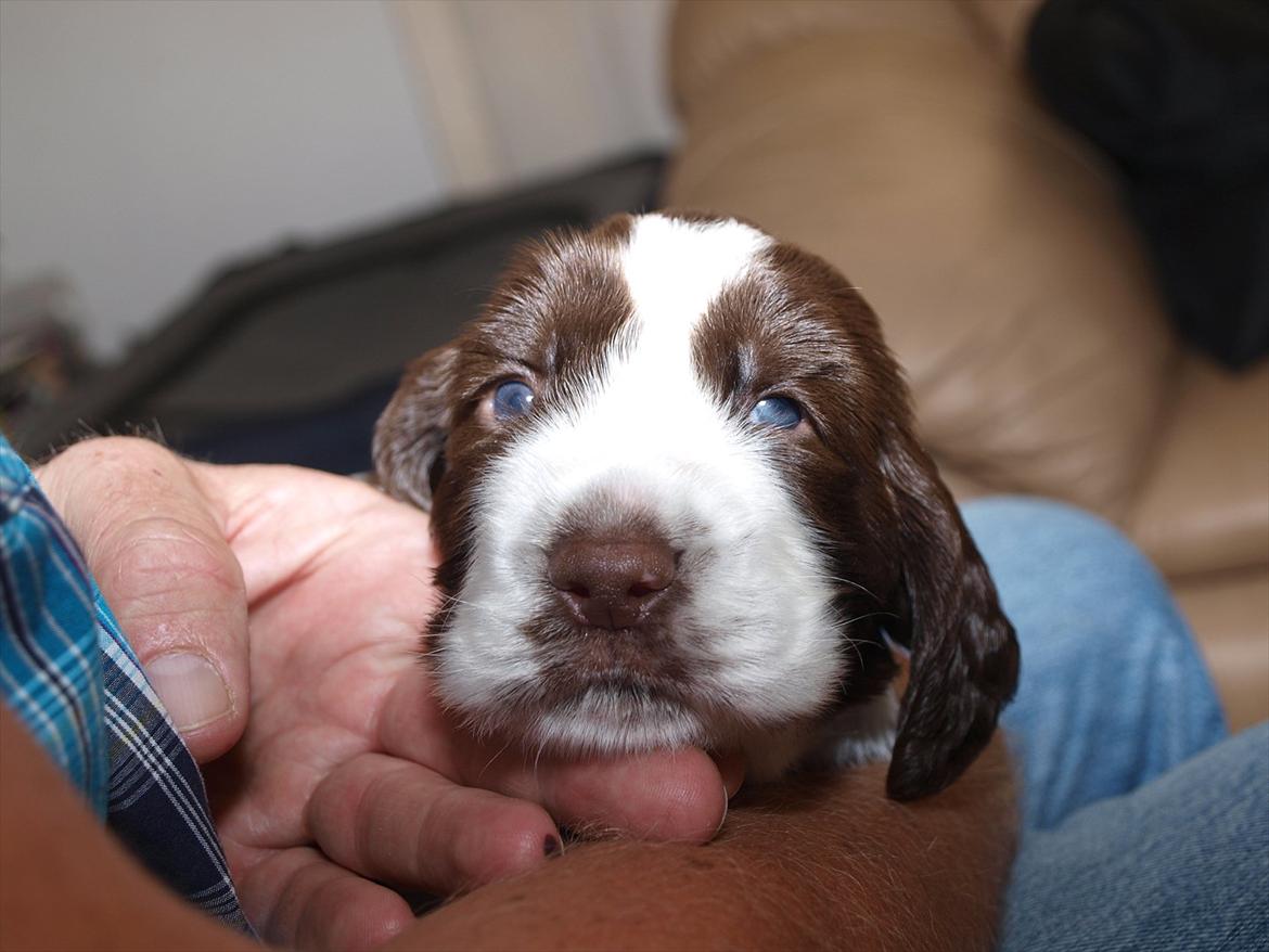 Engelsk springer spaniel Mocca - første besøg hos kennel Dorph diamond billede 2