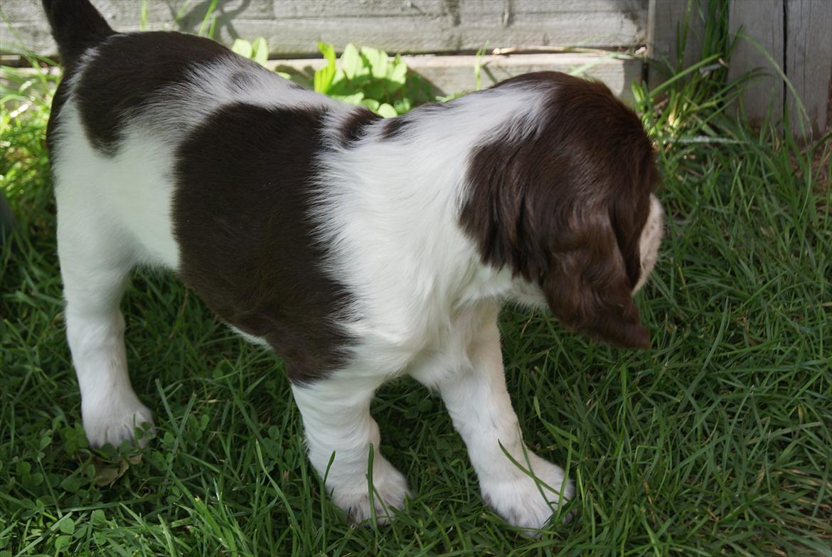 Engelsk springer spaniel Mocca billede 3