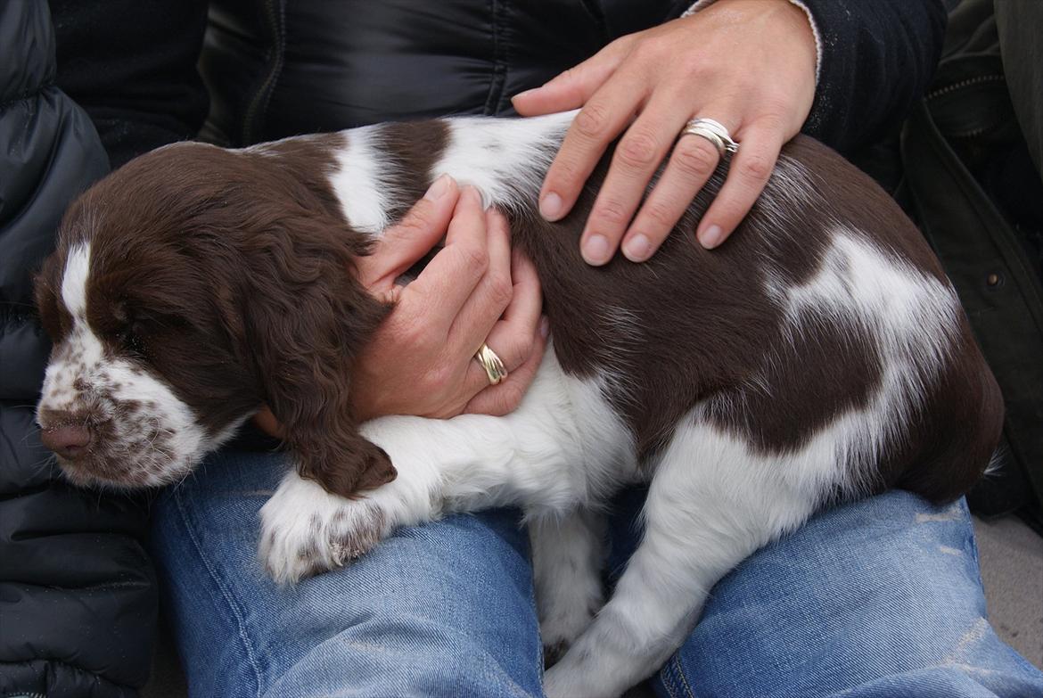 Engelsk springer spaniel Mocca billede 4