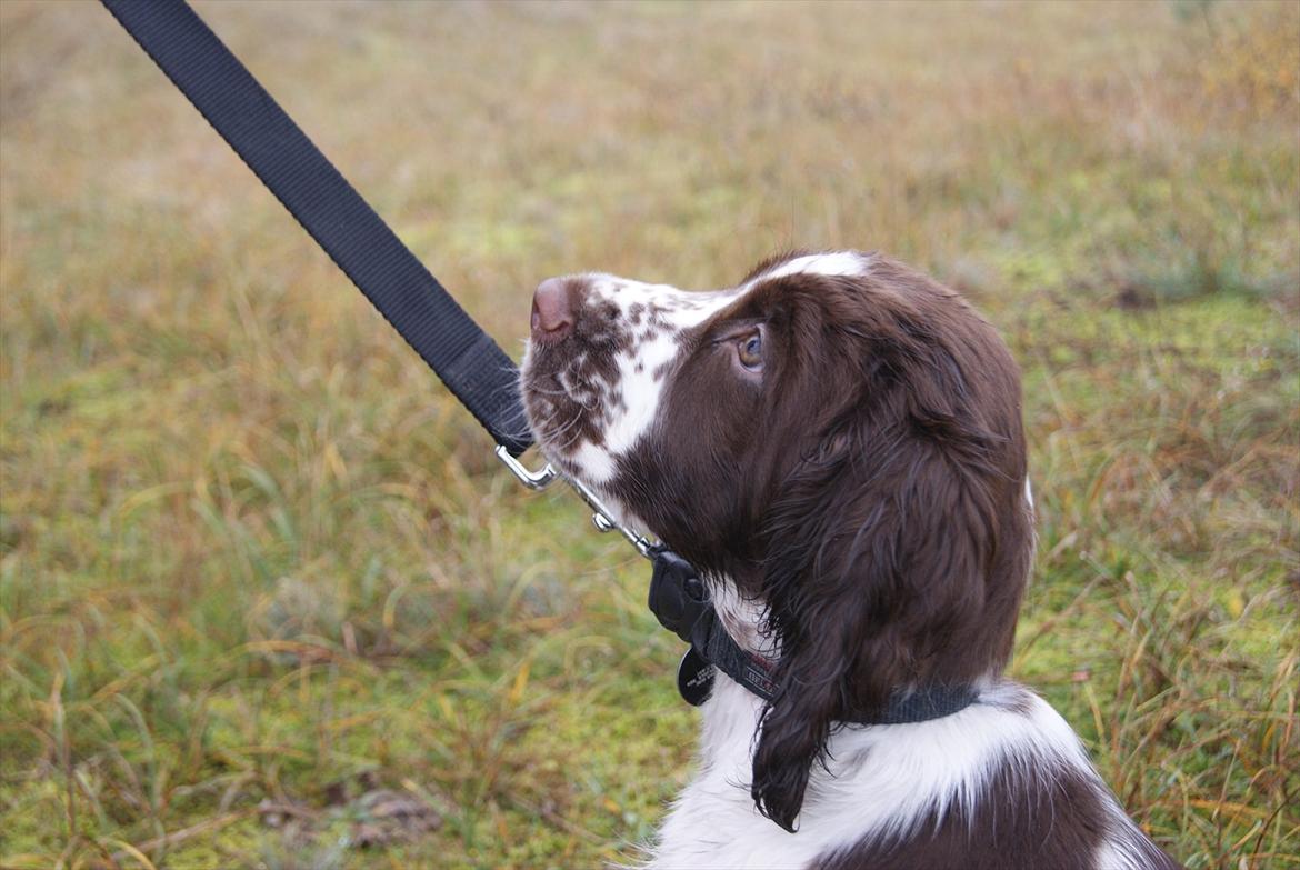 Engelsk springer spaniel Mocca - hundetræning
 billede 5