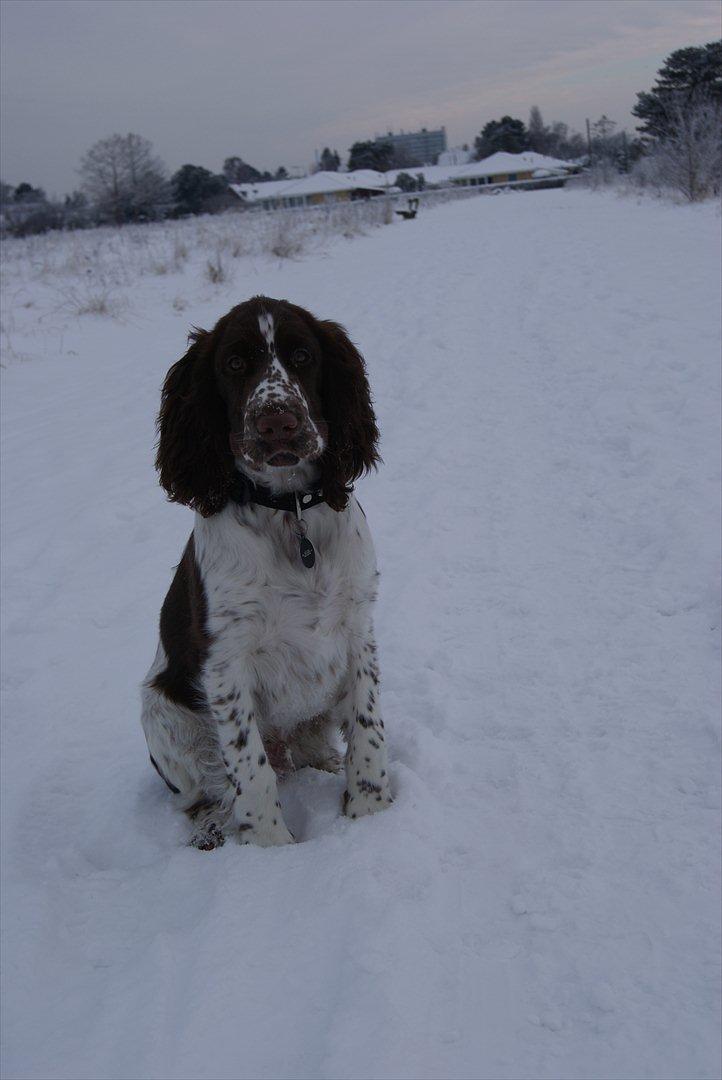 Engelsk springer spaniel Mocca - moccas første vinter
 billede 6