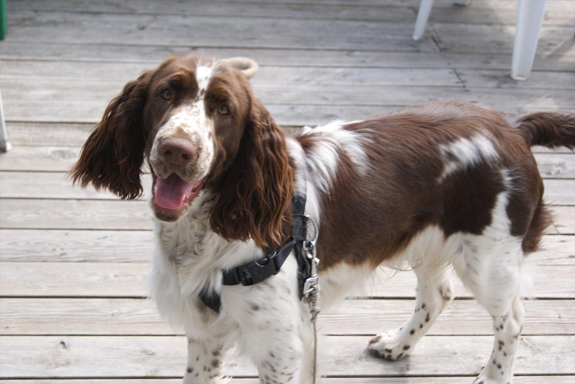 Engelsk springer spaniel Mocca billede 7
