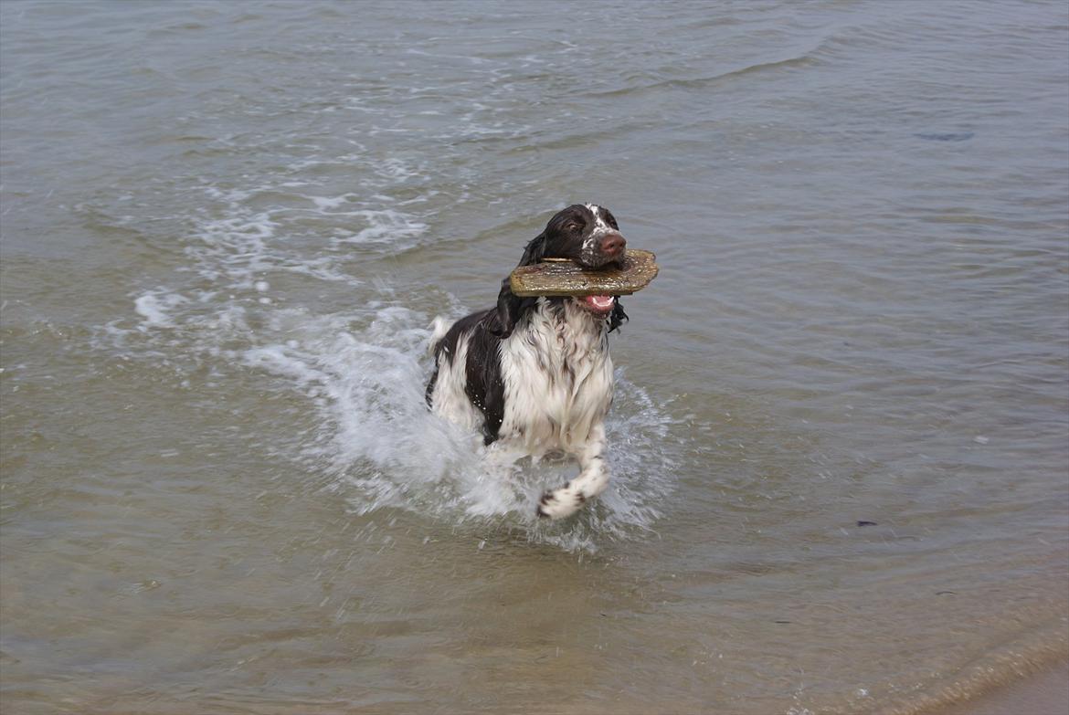 Engelsk springer spaniel Mocca - vandhunden mocca billede 8