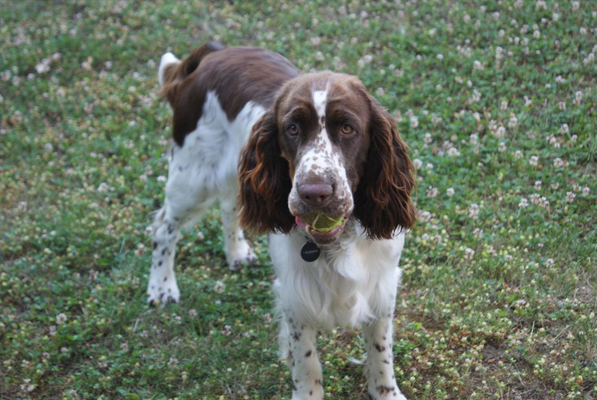 Engelsk springer spaniel Mocca billede 9