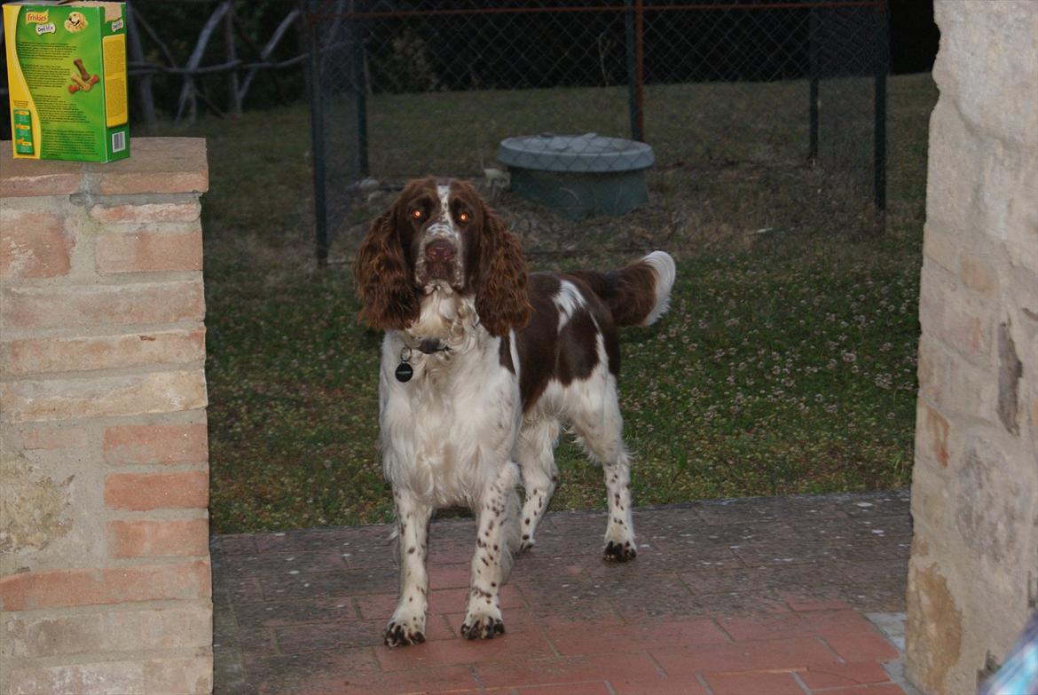Engelsk springer spaniel Mocca - mocca i italien
 billede 10