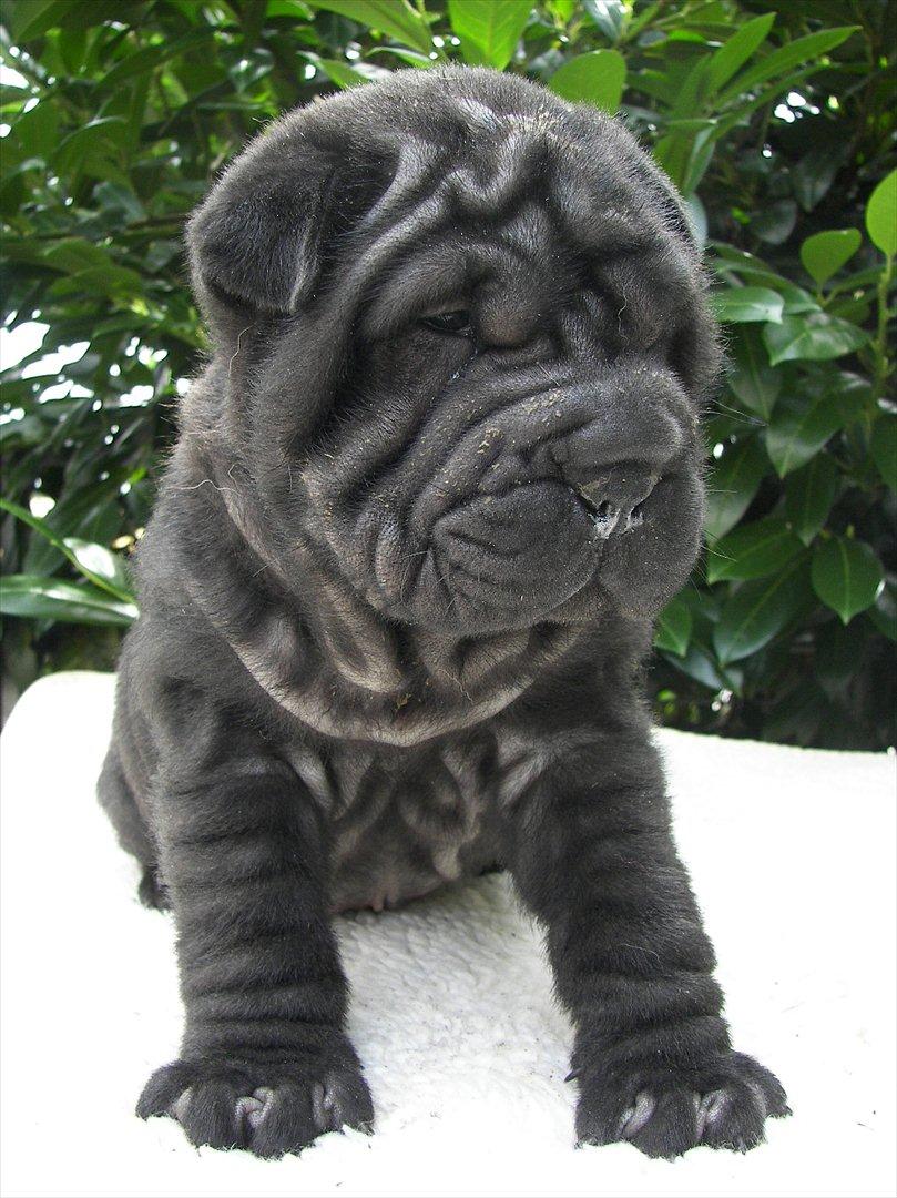 Shar pei Kaiser - Da han var 6uger billede 1
