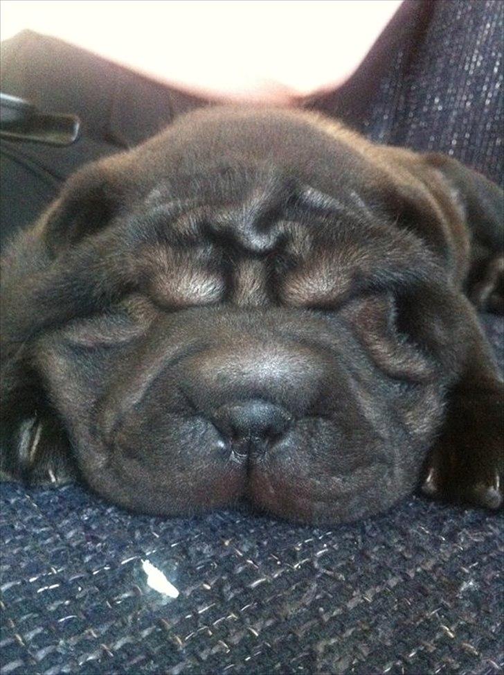 Shar pei Kaiser - kaiser der sover billede 2