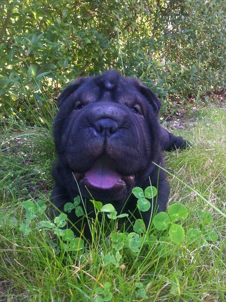 Shar pei Kaiser - ude i haven og leger i græsset billede 3