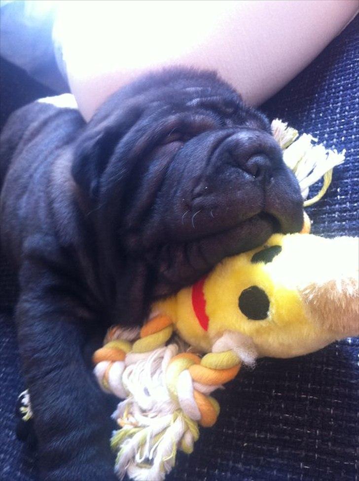 Shar pei Kaiser - Sover med sit ynglings legetøj billede 4