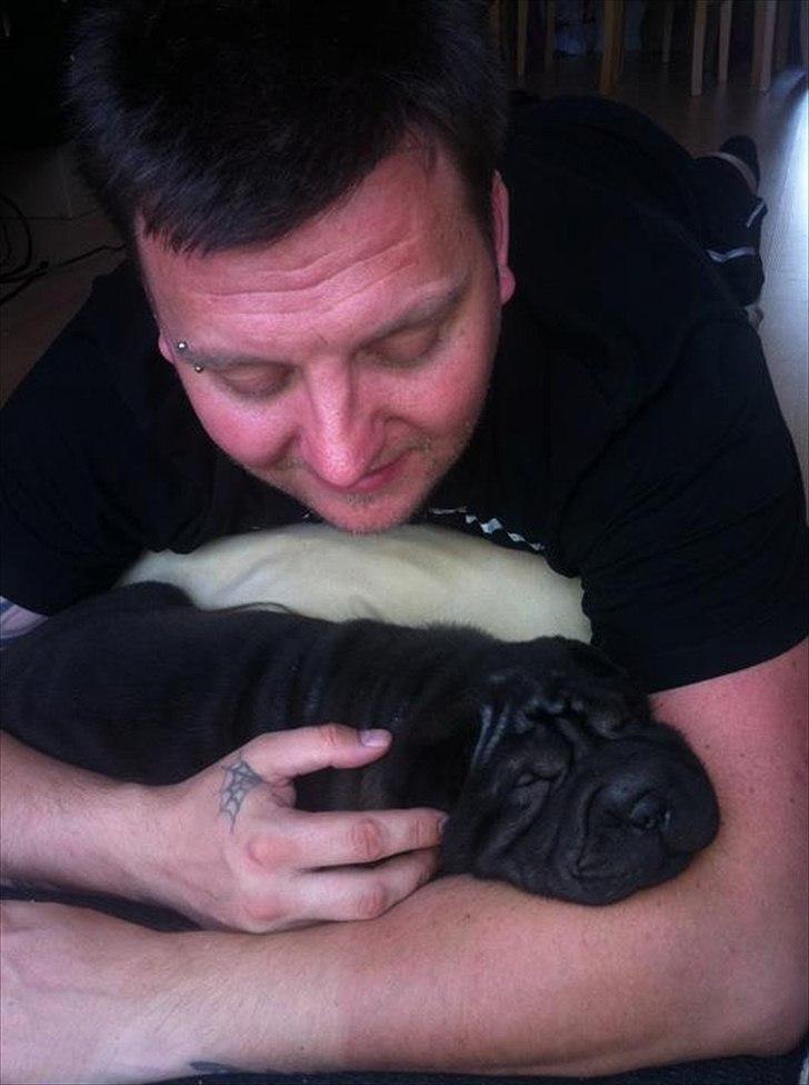 Shar pei Kaiser - putter ved far billede 5