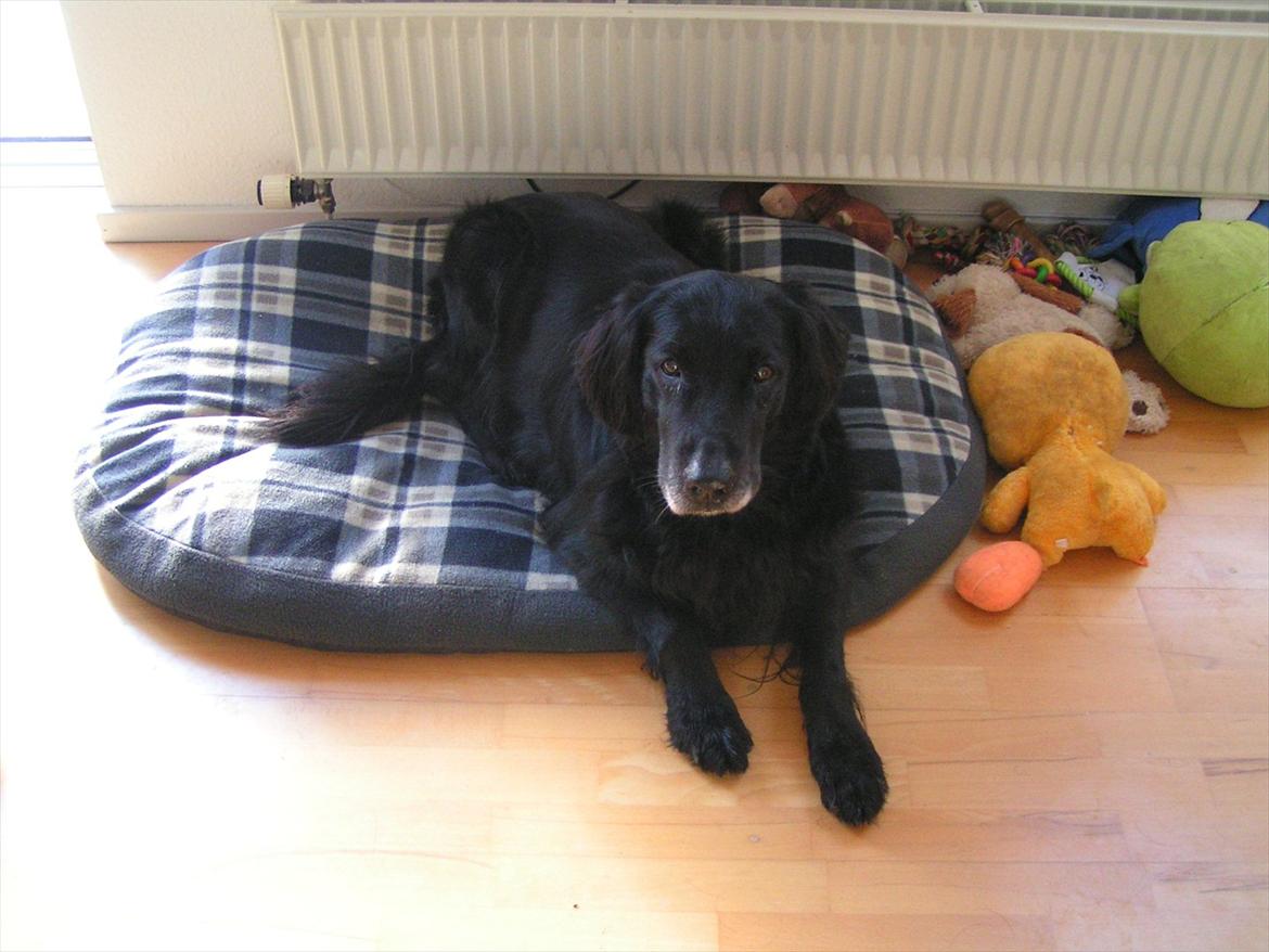 Flat coated retriever Thilde - Tar' lige en slapper på puden. billede 1