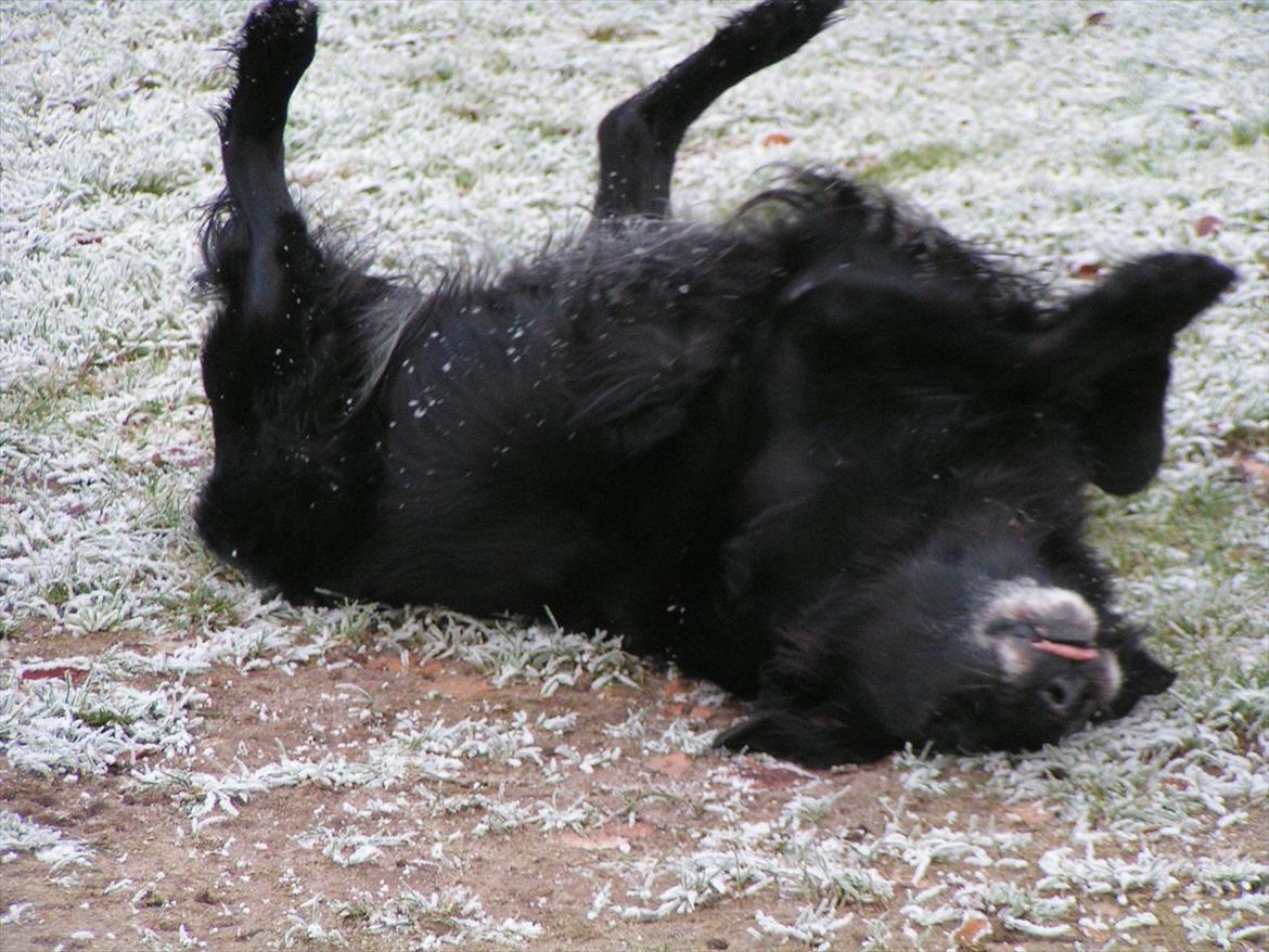 Flat coated retriever Thilde - Uhh det er godt.. billede 3