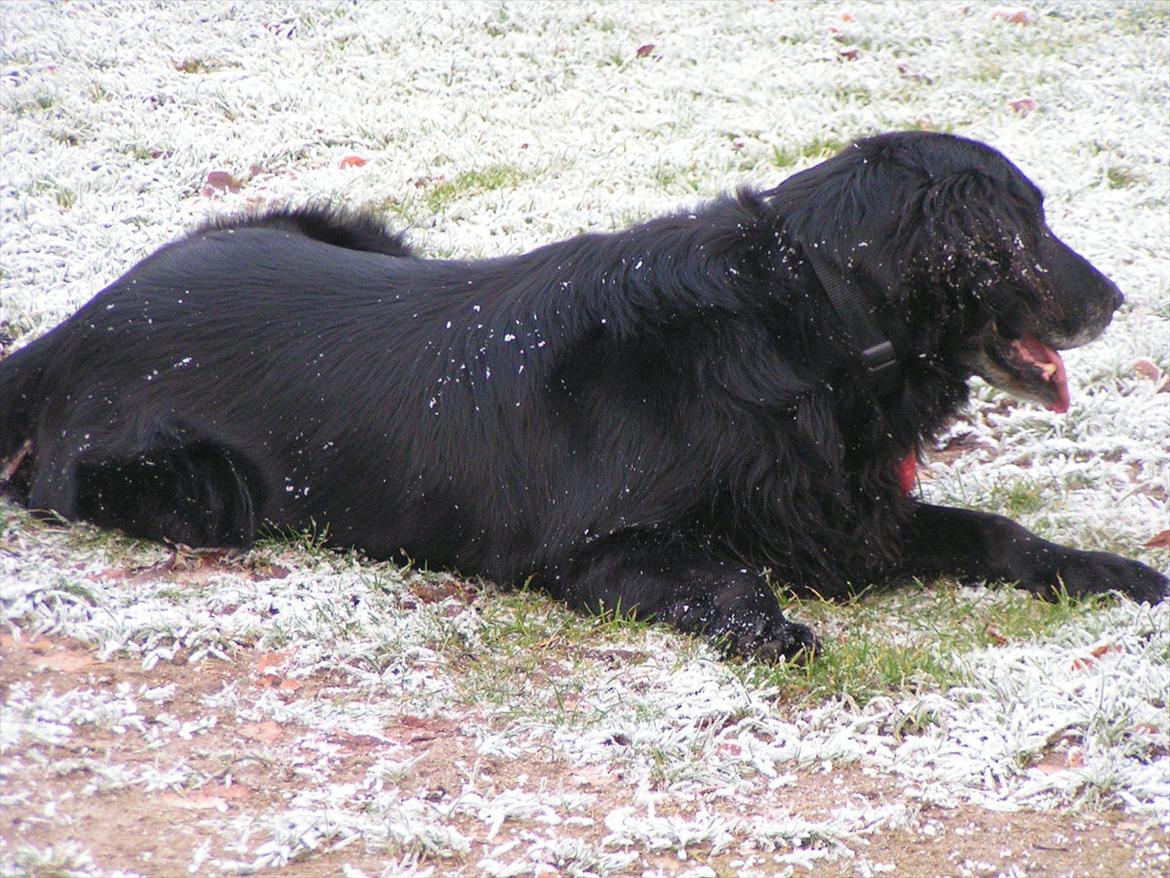 Flat coated retriever Thilde billede 4
