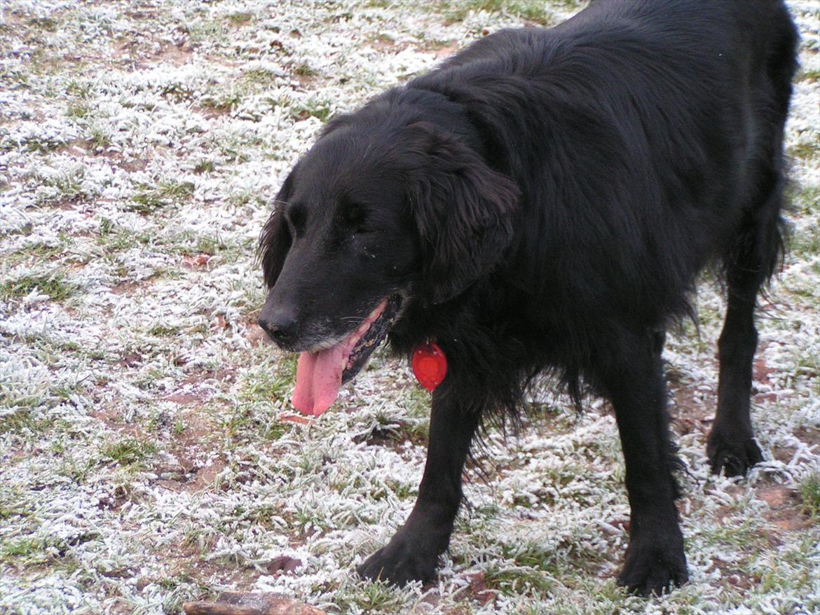 Flat coated retriever Thilde - Jeg har kig på min bold.. billede 5