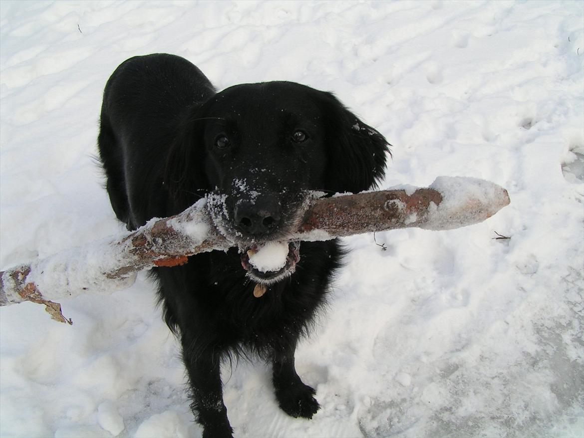 Flat coated retriever Thilde - Kæp og sne, det er bare lykken. billede 6