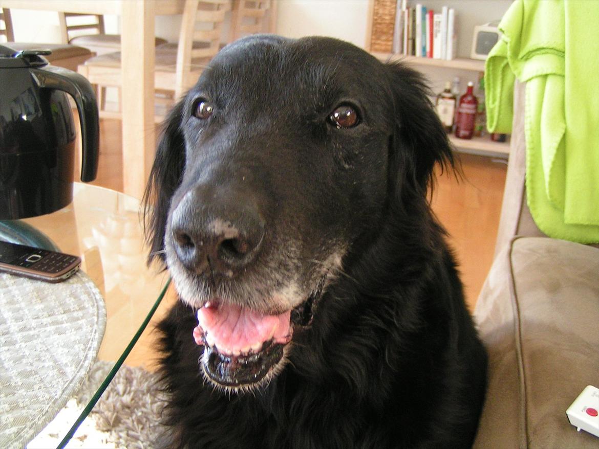 Flat coated retriever Thilde - Kan du se mig? billede 7