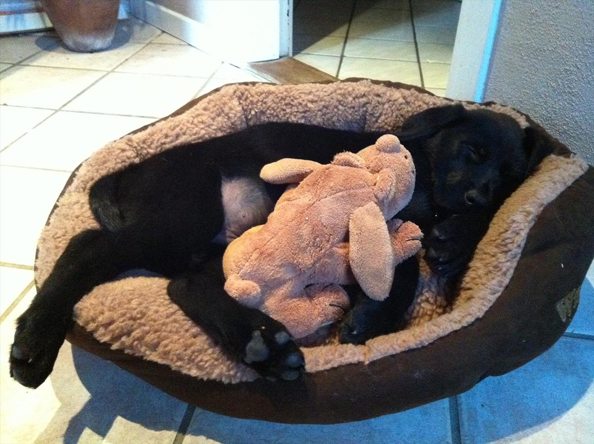 Blanding af racer | Buster - 9 uger.  billede 16