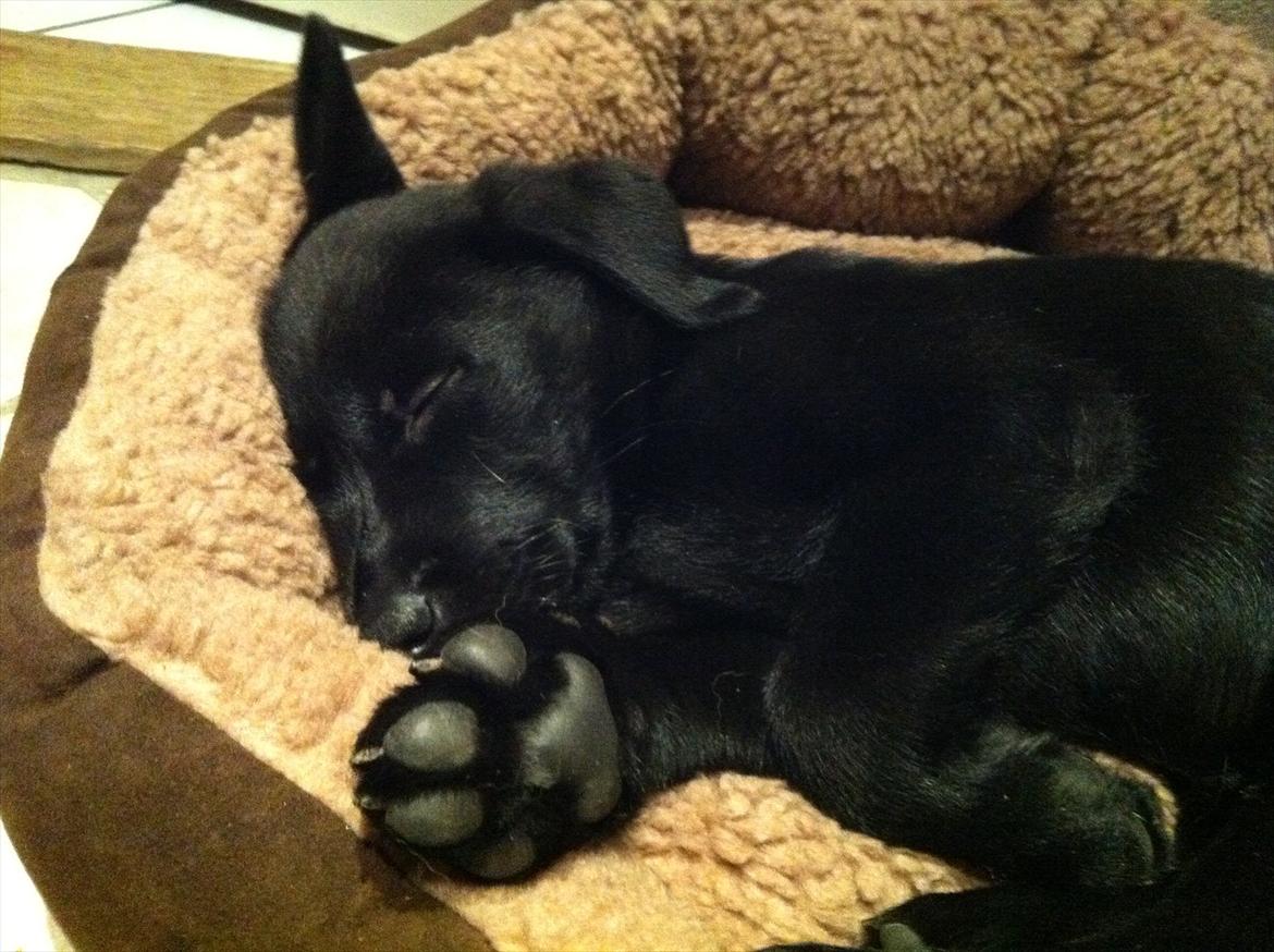 Blanding af racer | Buster - 9 uger.  billede 18