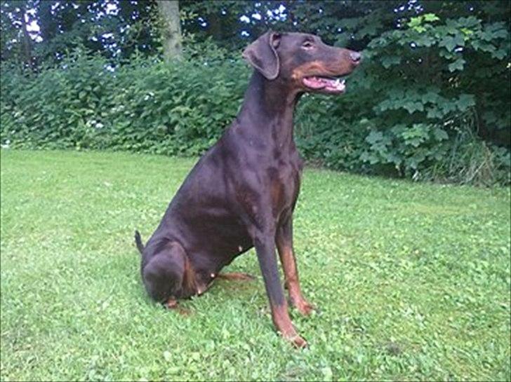 Dobermann Angèl von Nosenburg billede 1