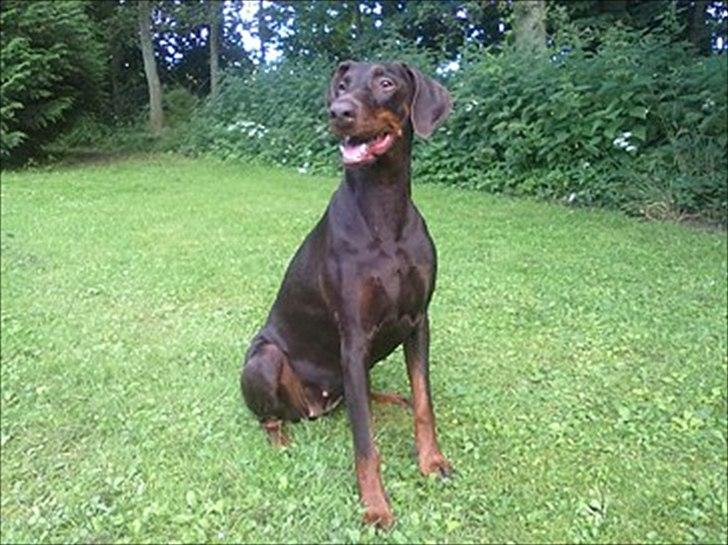Dobermann Angèl von Nosenburg billede 2